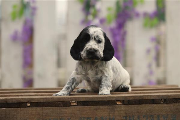 Grote foto engelse cocker spaniel pups te koop dieren en toebehoren retrievers spani ls en waterhonden