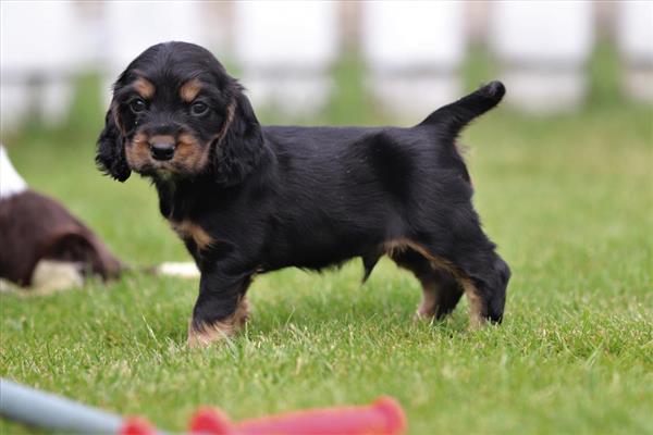 Grote foto engelse cocker spaniel pups te koop dieren en toebehoren retrievers spani ls en waterhonden