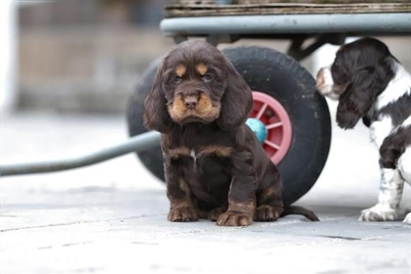 Grote foto engelse cocker spaniel pups te koop dieren en toebehoren retrievers spani ls en waterhonden