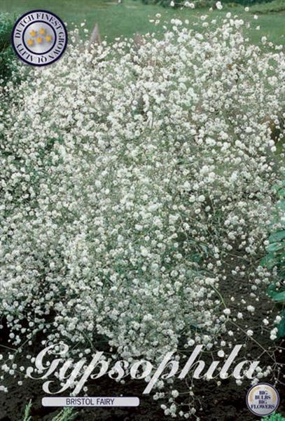 Grote foto bloembollen tuin en terras bloembollen en zaden