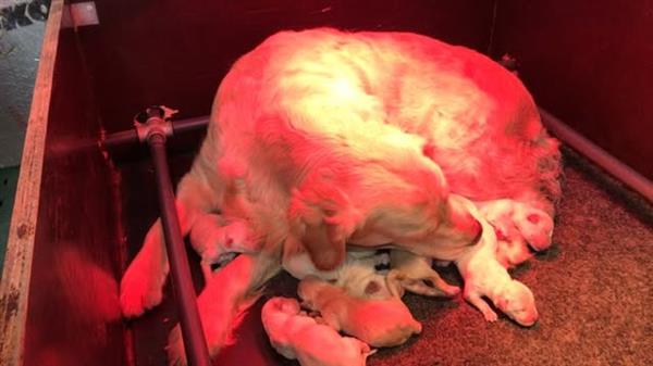 Grote foto golden retriever puppies dieren en toebehoren retrievers spani ls en waterhonden