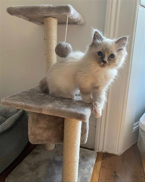 Grote foto schattige kitten dieren en toebehoren raskatten korthaar