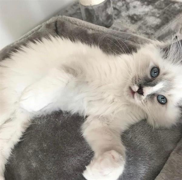 Grote foto schattige kitten dieren en toebehoren raskatten korthaar