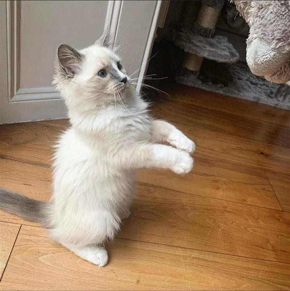 Grote foto schattige kitten dieren en toebehoren raskatten korthaar