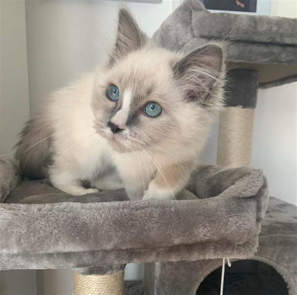 Grote foto schattige kitten dieren en toebehoren raskatten korthaar