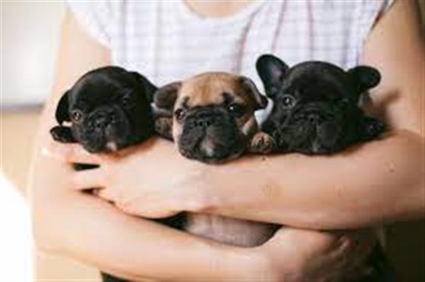 Grote foto franse bulldog pups dieren en toebehoren bulldogs pinschers en molossers
