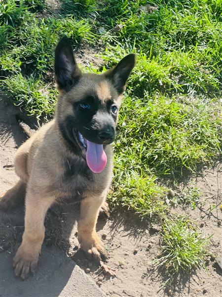 Grote foto belgische mechelse herder pups te koop dieren en toebehoren herdershonden en veedrijvers
