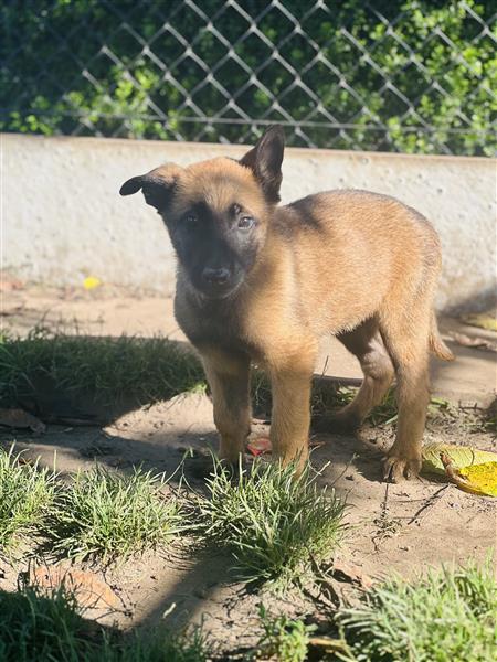 Grote foto belgische mechelse herder pups te koop dieren en toebehoren herdershonden en veedrijvers