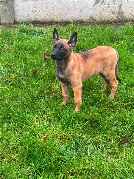 Grote foto belgische mechelse herder pups te koop dieren en toebehoren herdershonden en veedrijvers
