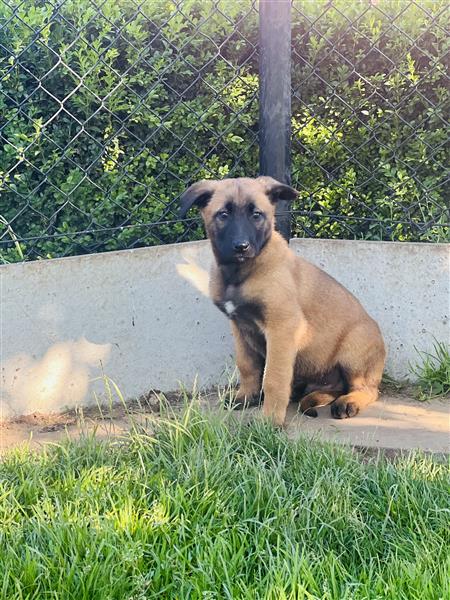 Grote foto belgische mechelse herder pups te koop dieren en toebehoren herdershonden en veedrijvers