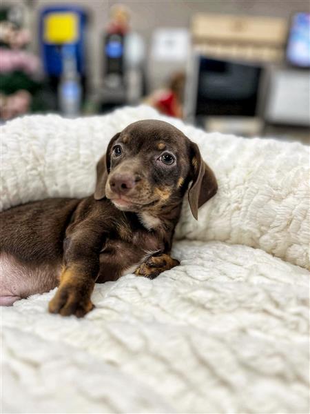 Grote foto jack russel x teckel pups te koop dieren en toebehoren niet rashonden