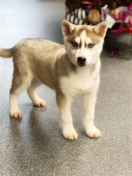 Grote foto prachtige belgische husky pups te koop dieren en toebehoren poolhonden keeshonden en oertypen