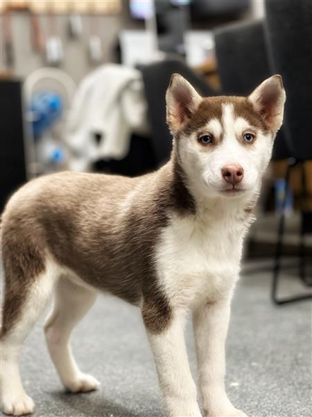 Grote foto prachtige belgische husky pups te koop dieren en toebehoren poolhonden keeshonden en oertypen