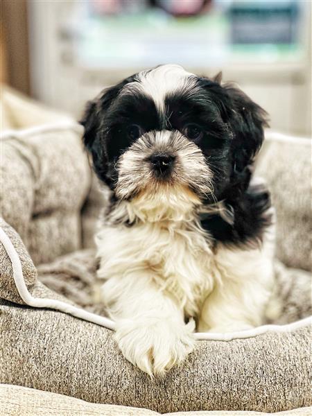 Grote foto prachtige shih tzu pupjes te koop dieren en toebehoren chihuahua en gezelschapshonden
