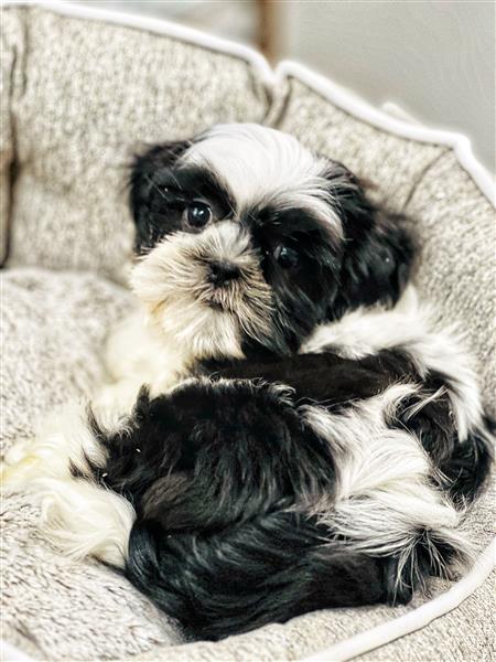 Grote foto prachtige shih tzu pupjes te koop dieren en toebehoren chihuahua en gezelschapshonden