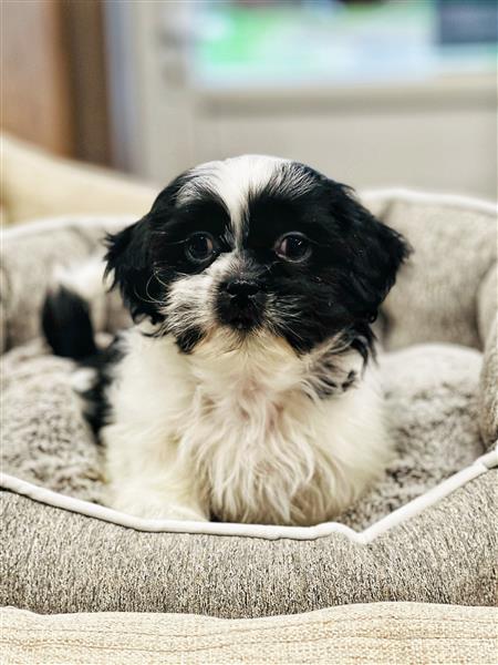 Grote foto prachtige shih tzu pupjes te koop dieren en toebehoren chihuahua en gezelschapshonden