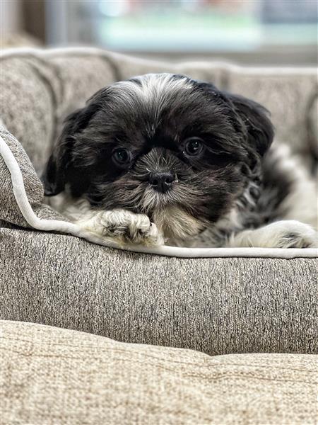 Grote foto prachtige shih tzu pupjes te koop dieren en toebehoren chihuahua en gezelschapshonden
