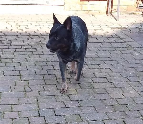 Grote foto ter dek beschikbaar dieren en toebehoren dekreuen