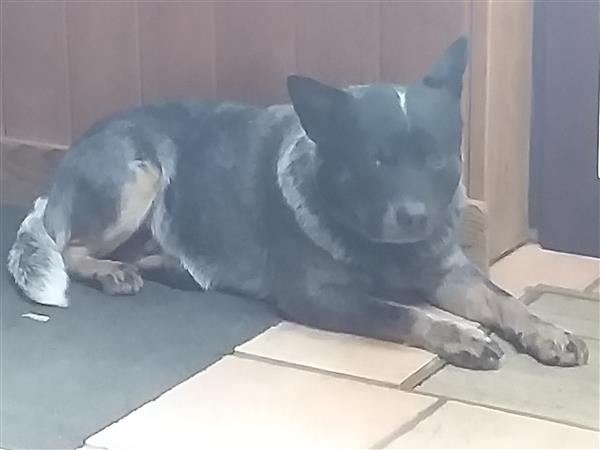 Grote foto ter dek beschikbaar dieren en toebehoren dekreuen