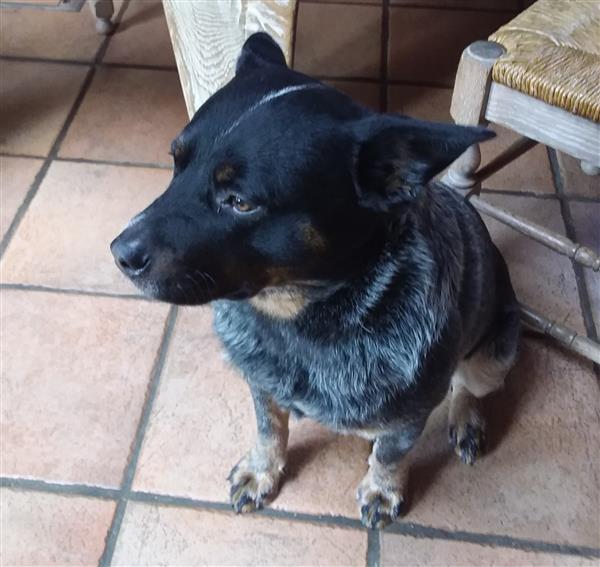 Grote foto ter dek beschikbaar dieren en toebehoren dekreuen