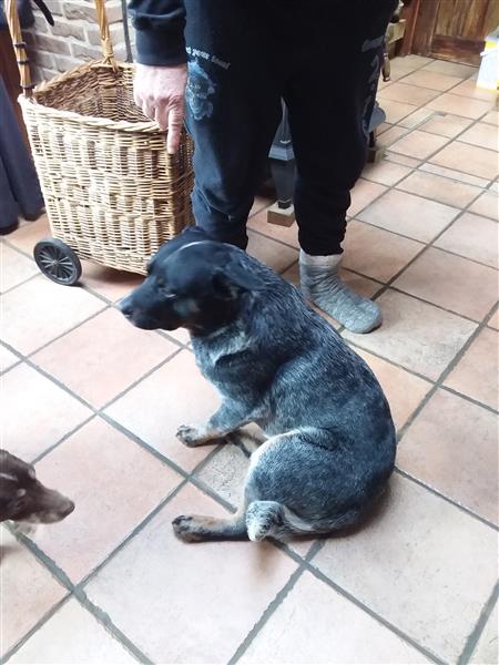 Grote foto ter dek beschikbaar dieren en toebehoren dekreuen