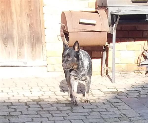 Grote foto ter dek beschikbaar dieren en toebehoren dekreuen