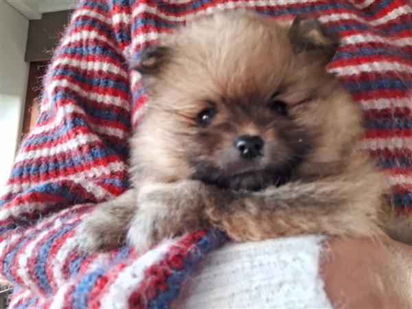 Grote foto pomeranian pups met stamboom dieren en toebehoren poolhonden keeshonden en oertypen