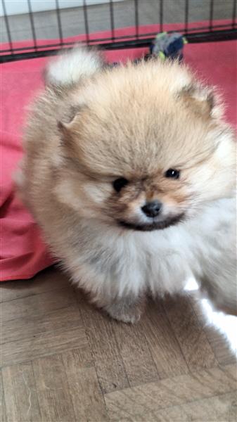 Grote foto pomeranian pups met stamboom dieren en toebehoren poolhonden keeshonden en oertypen