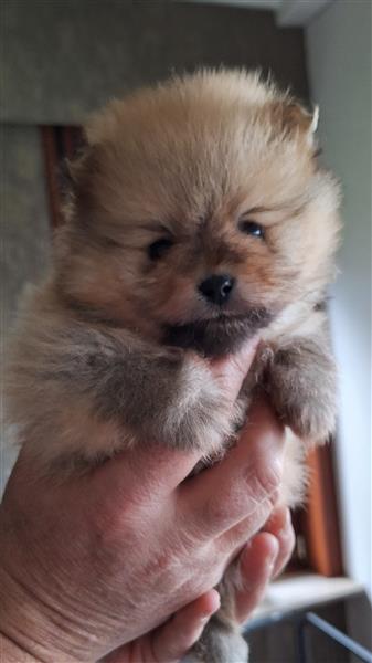 Grote foto pomeranian pups met stamboom dieren en toebehoren poolhonden keeshonden en oertypen