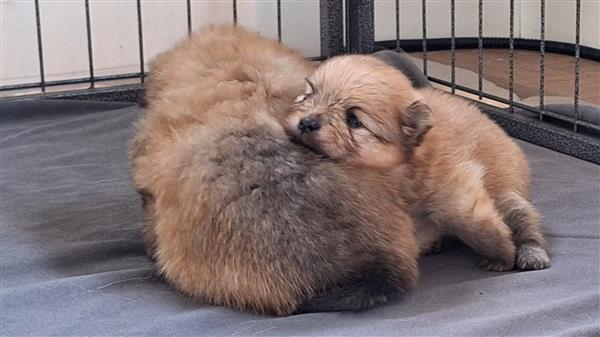 Grote foto pomeranian pups met stamboom dieren en toebehoren poolhonden keeshonden en oertypen