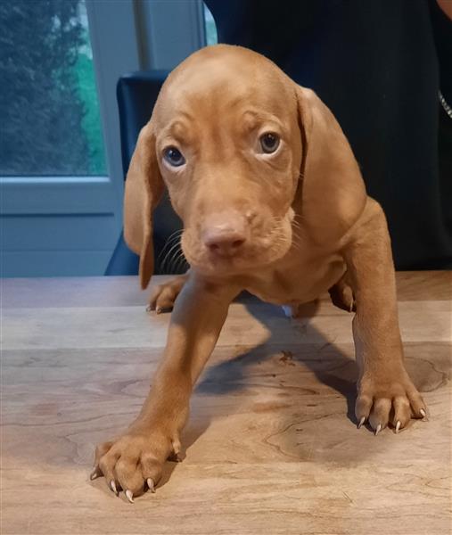 Grote foto mooie vizsla pups dieren en toebehoren setters en staande honden