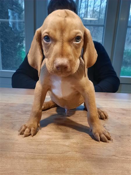 Grote foto mooie vizsla pups dieren en toebehoren setters en staande honden