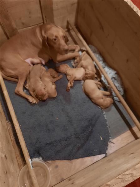 Grote foto mooie vizsla pups dieren en toebehoren setters en staande honden