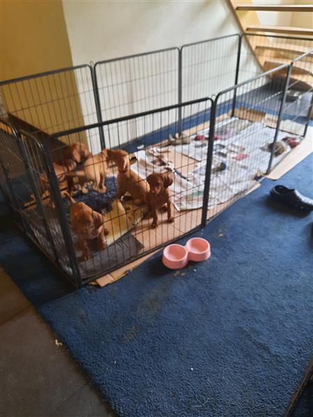 Grote foto mooie vizsla pups dieren en toebehoren setters en staande honden