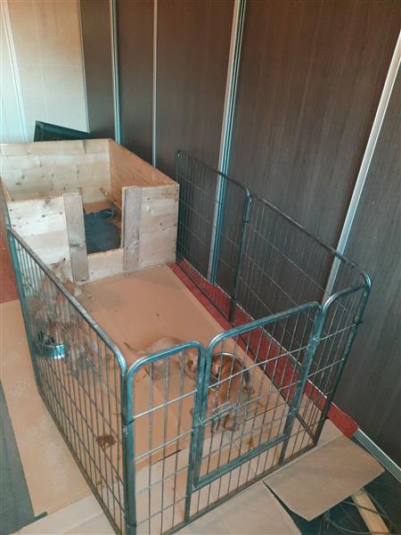Grote foto mooie vizsla pups dieren en toebehoren setters en staande honden