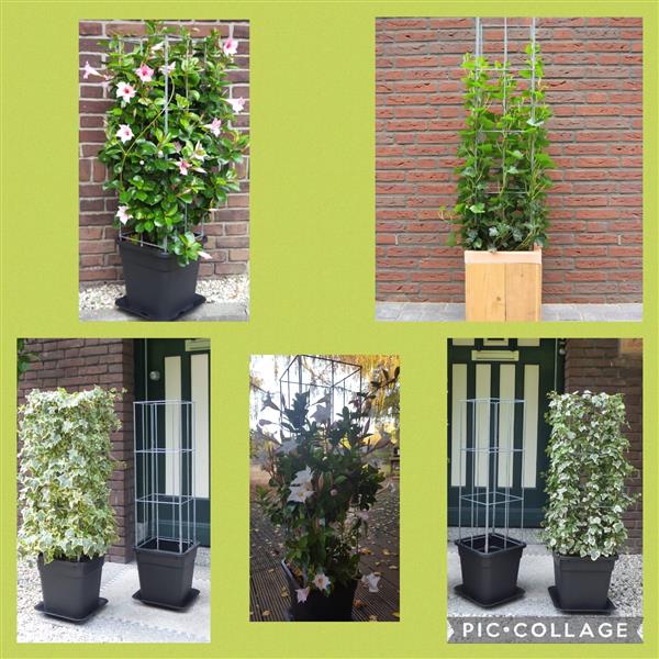 Grote foto tuinrekken plantenrekken klimplantrekken tuin en terras klimplanten