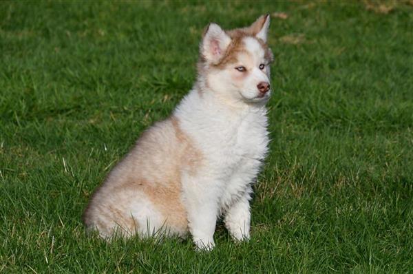 Grote foto prachtige siberische husky pups te koop. dieren en toebehoren poolhonden keeshonden en oertypen