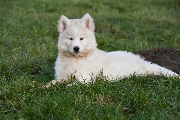 Grote foto prachtige siberische husky pups te koop. dieren en toebehoren poolhonden keeshonden en oertypen