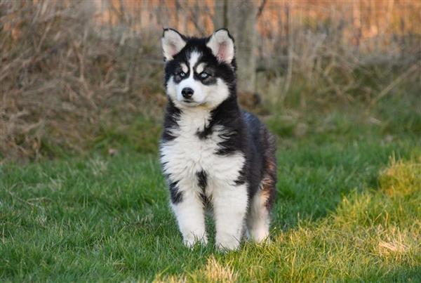 Grote foto prachtige siberische husky pups te koop. dieren en toebehoren poolhonden keeshonden en oertypen