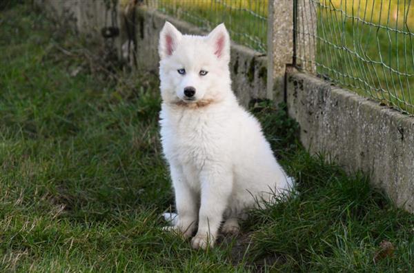 Grote foto prachtige siberische husky pups te koop. dieren en toebehoren poolhonden keeshonden en oertypen