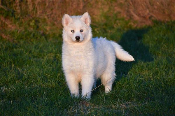 Grote foto prachtige siberische husky pups te koop. dieren en toebehoren poolhonden keeshonden en oertypen