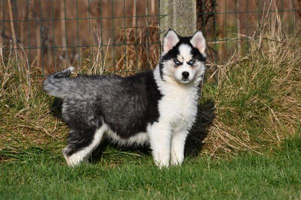 Grote foto prachtige siberische husky pups te koop. dieren en toebehoren poolhonden keeshonden en oertypen