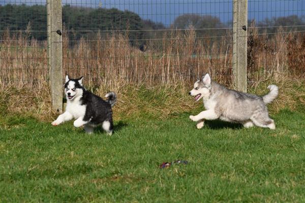 Grote foto prachtige siberische husky pups te koop. dieren en toebehoren poolhonden keeshonden en oertypen