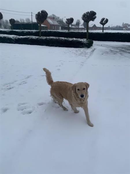 Grote foto golden retriever puppies dieren en toebehoren retrievers spani ls en waterhonden