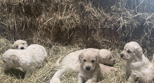 Grote foto golden retriever puppies dieren en toebehoren retrievers spani ls en waterhonden