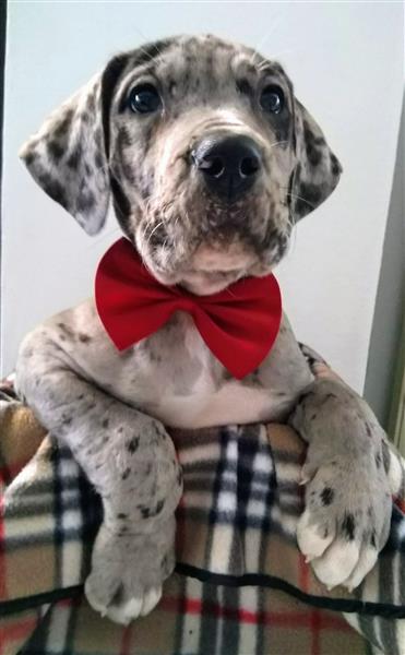 Grote foto duitse dog pups dieren en toebehoren bulldogs pinschers en molossers