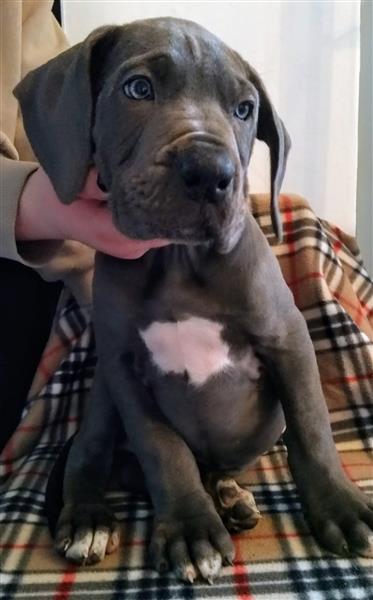 Grote foto duitse dog pups dieren en toebehoren bulldogs pinschers en molossers