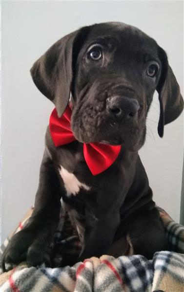 Grote foto duitse dog pups dieren en toebehoren bulldogs pinschers en molossers