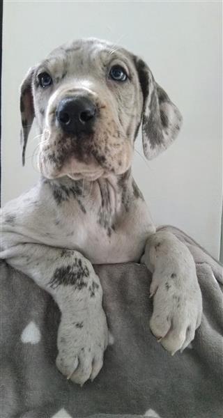Grote foto duitse dog pups dieren en toebehoren bulldogs pinschers en molossers