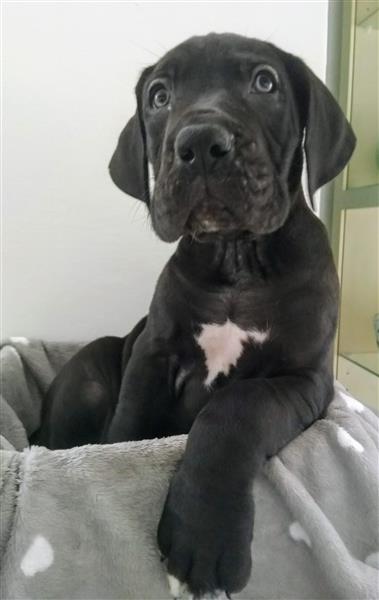 Grote foto duitse dog pups dieren en toebehoren bulldogs pinschers en molossers